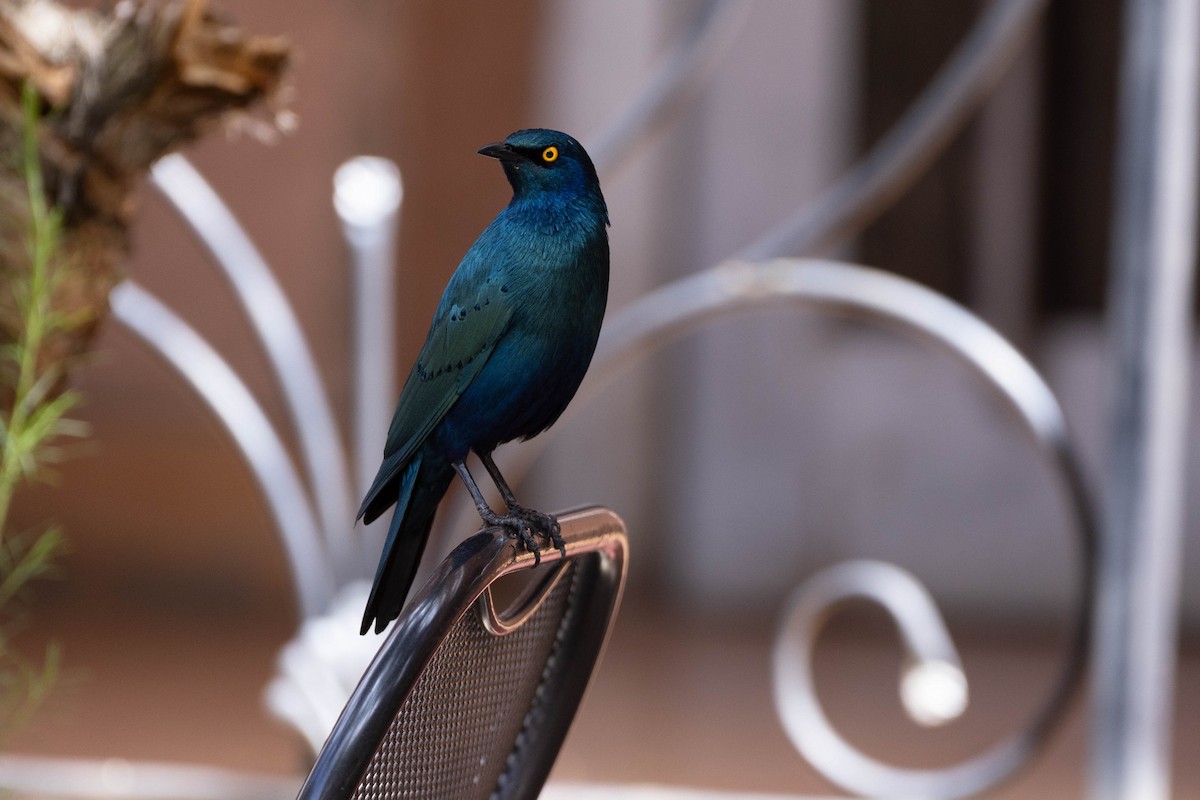 Greater Blue-eared Starling - ML620666746