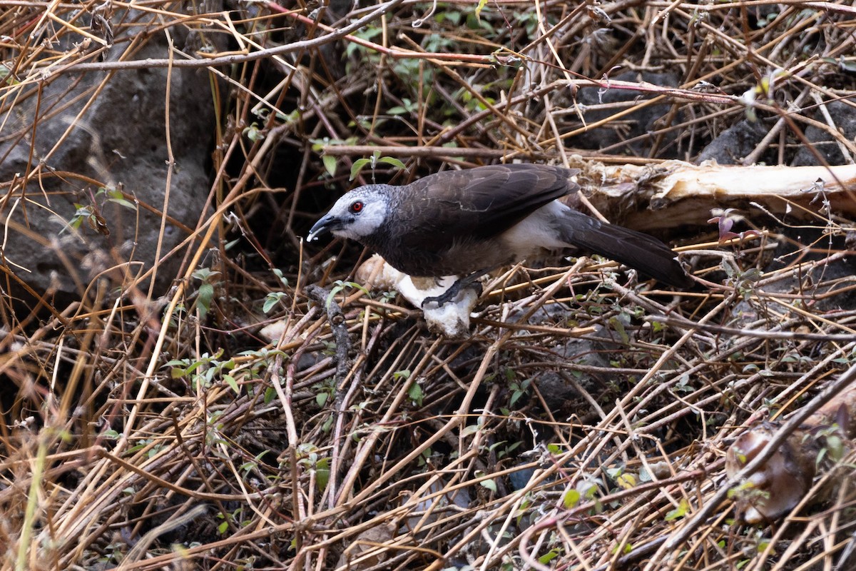 White-rumped Babbler - ML620666747