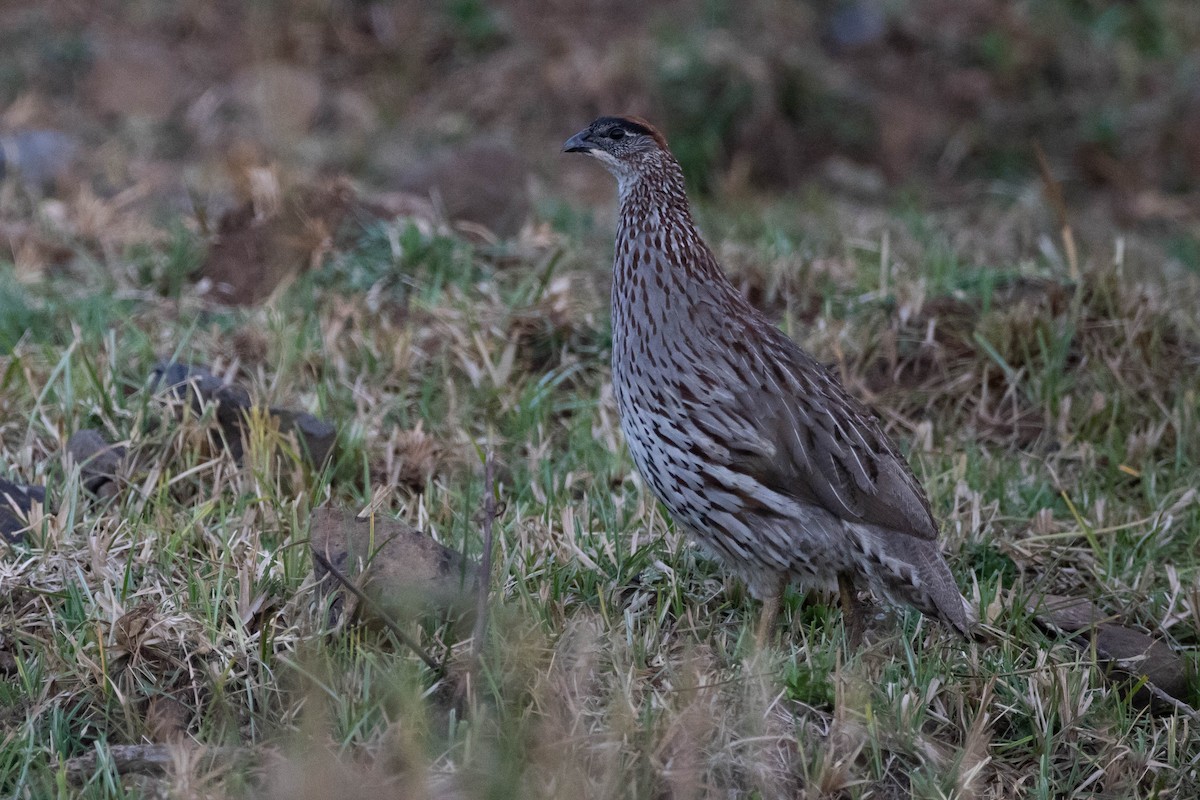 Erckel's Spurfowl - ML620666748