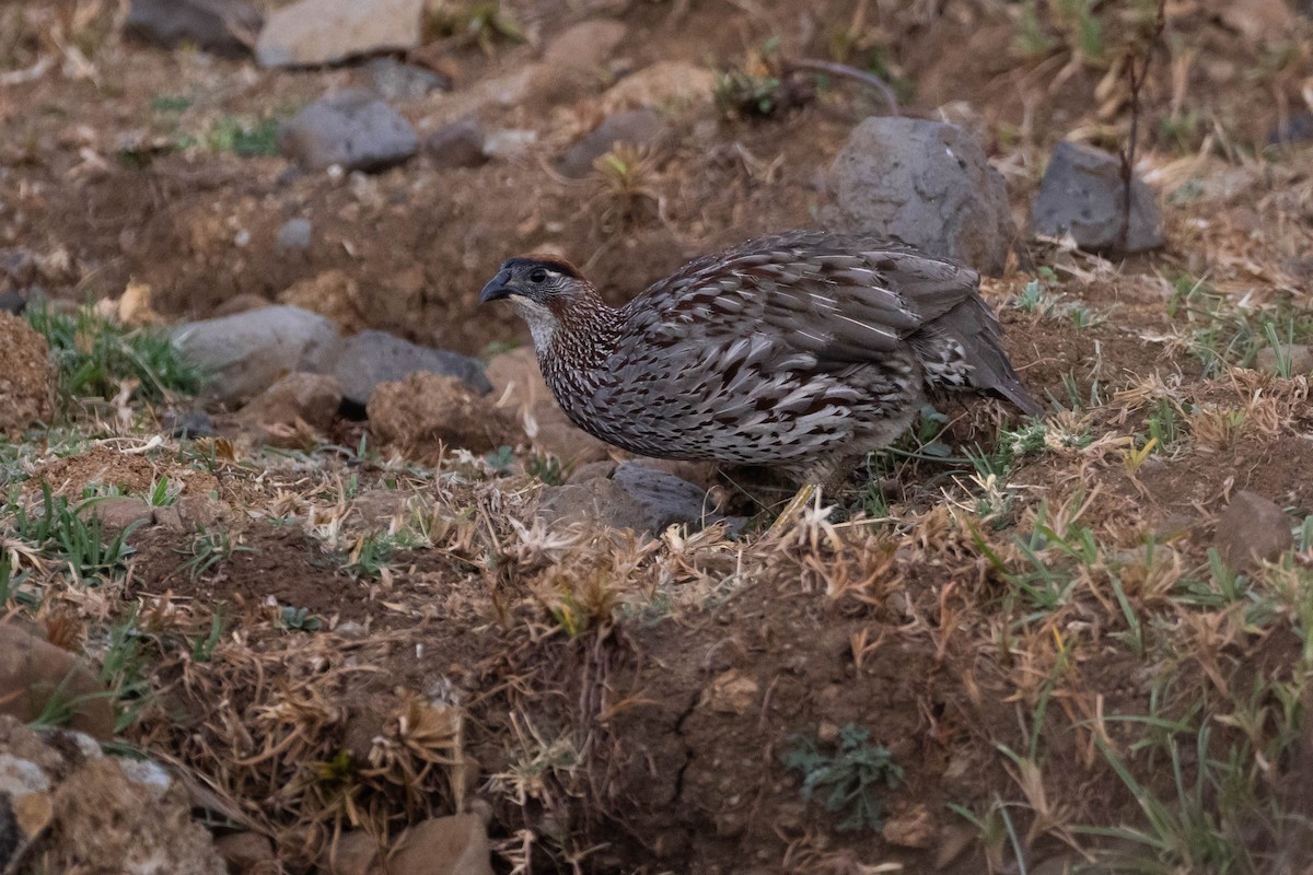 Francolin d'Erckel - ML620666749