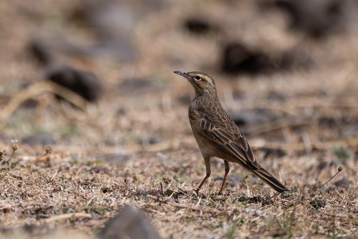 African Pipit - Rémi Pichard