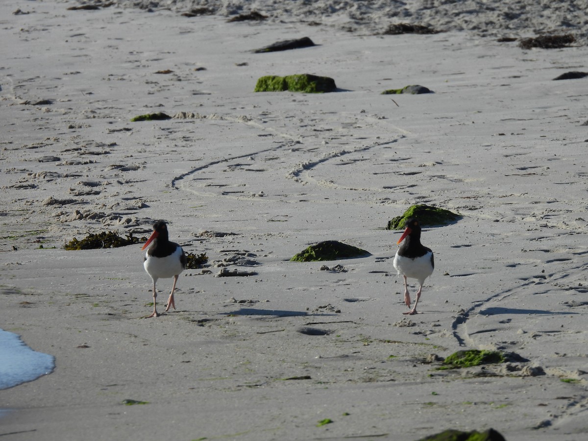 American Oystercatcher - ML620666753