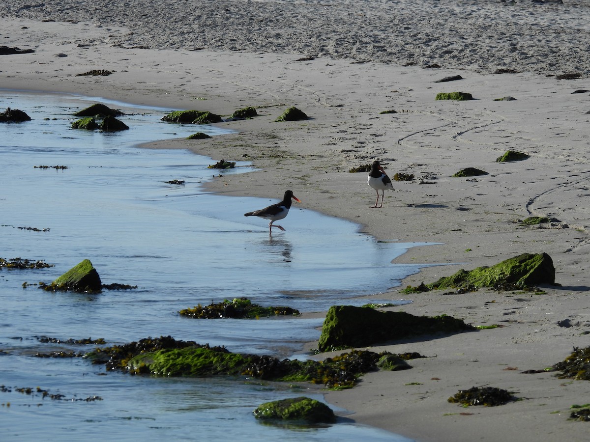 American Oystercatcher - ML620666754