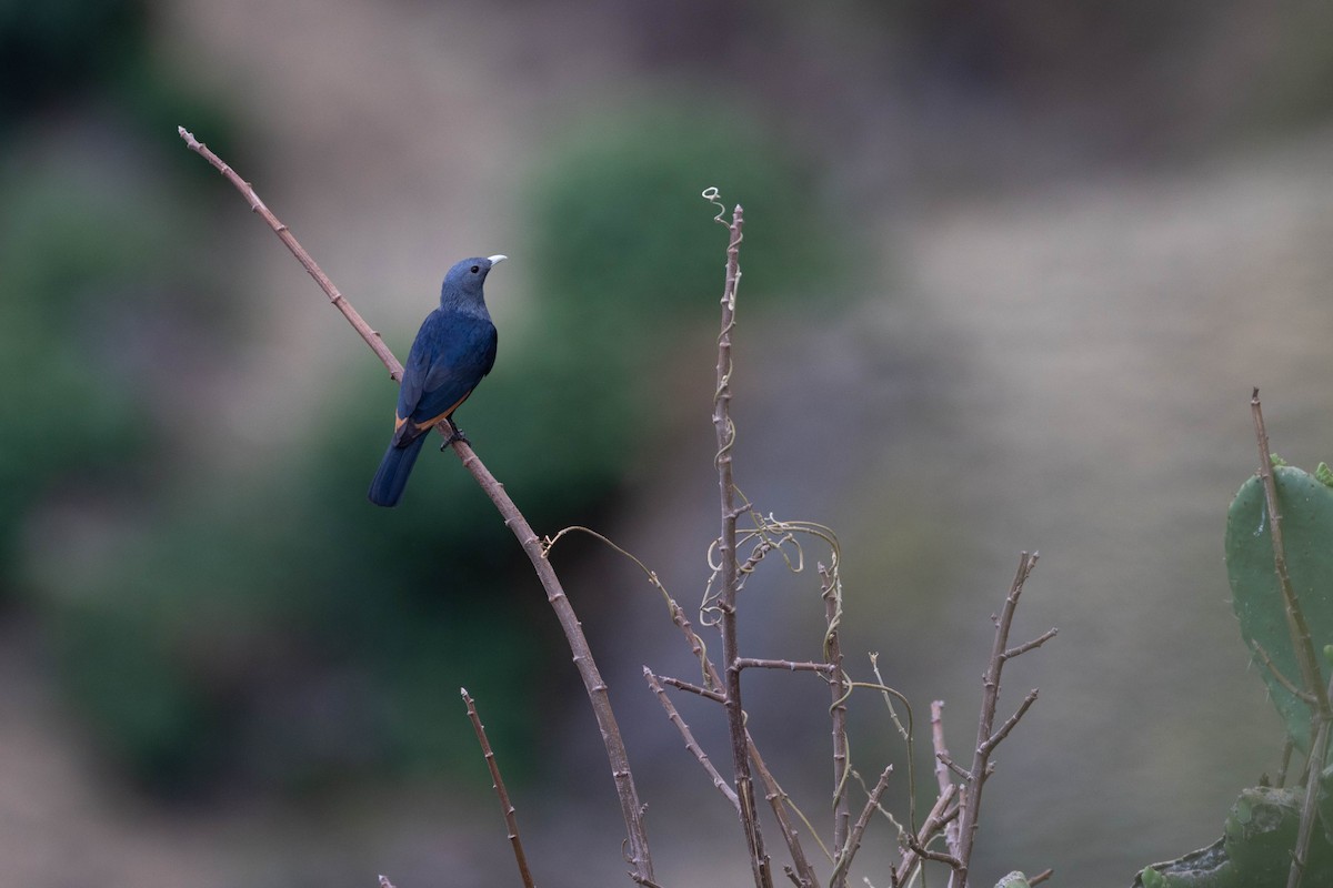White-billed Starling - ML620666755