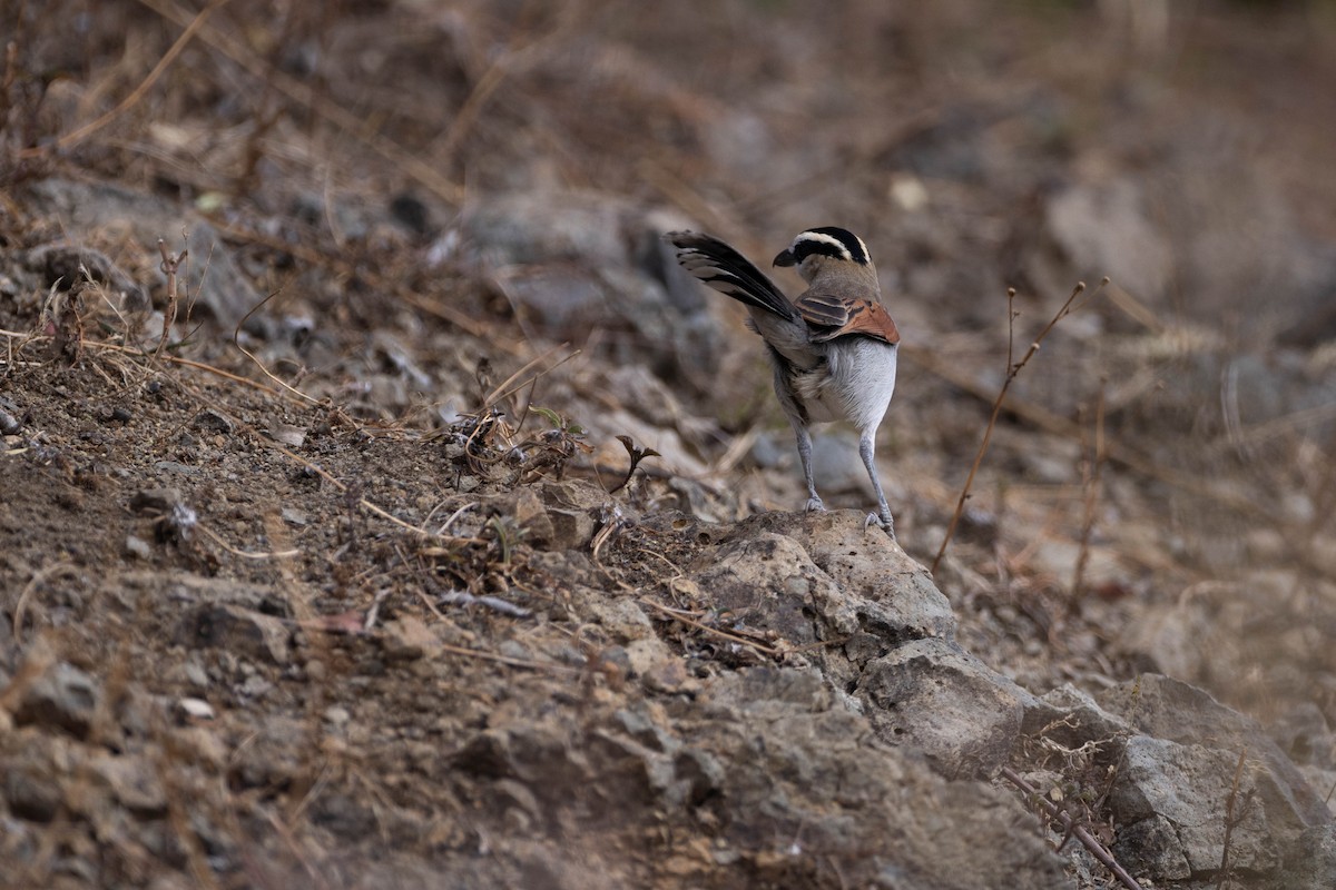 Black-crowned Tchagra - ML620666758