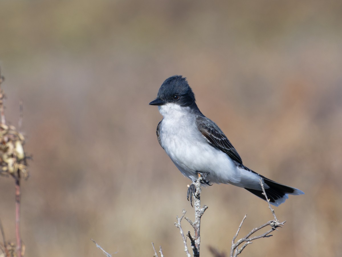 Eastern Kingbird - ML620666759