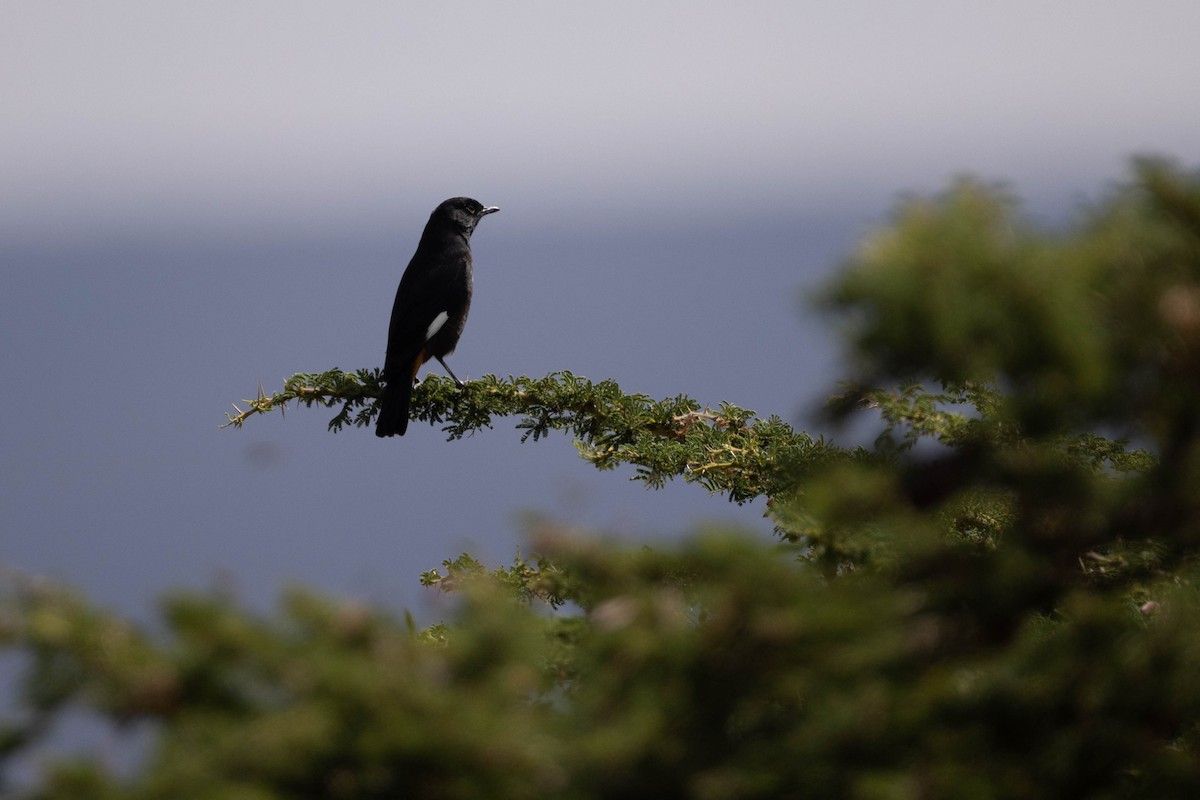 White-winged Cliff-Chat - ML620666761