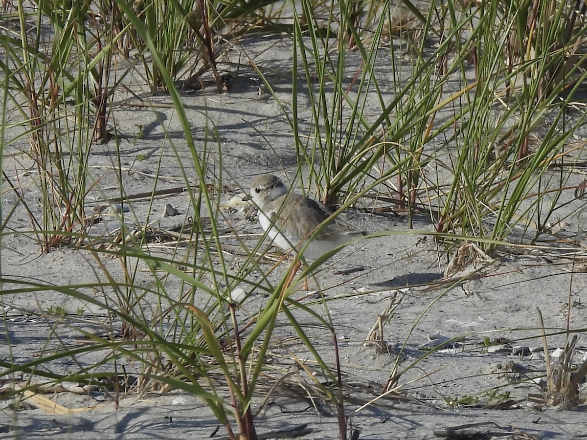 Piping Plover - Julie Miller