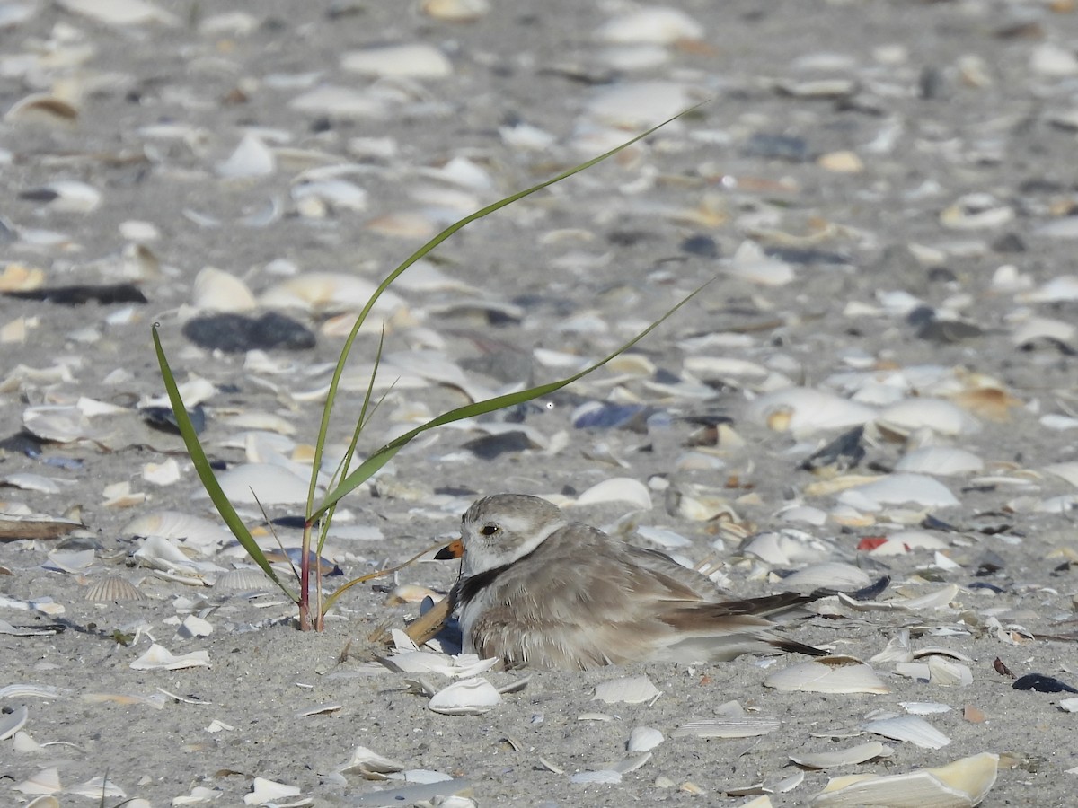 Piping Plover - ML620666764