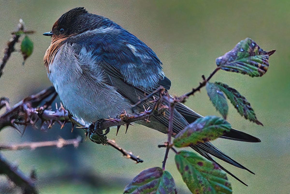 Golondrina Australiana - ML620666765