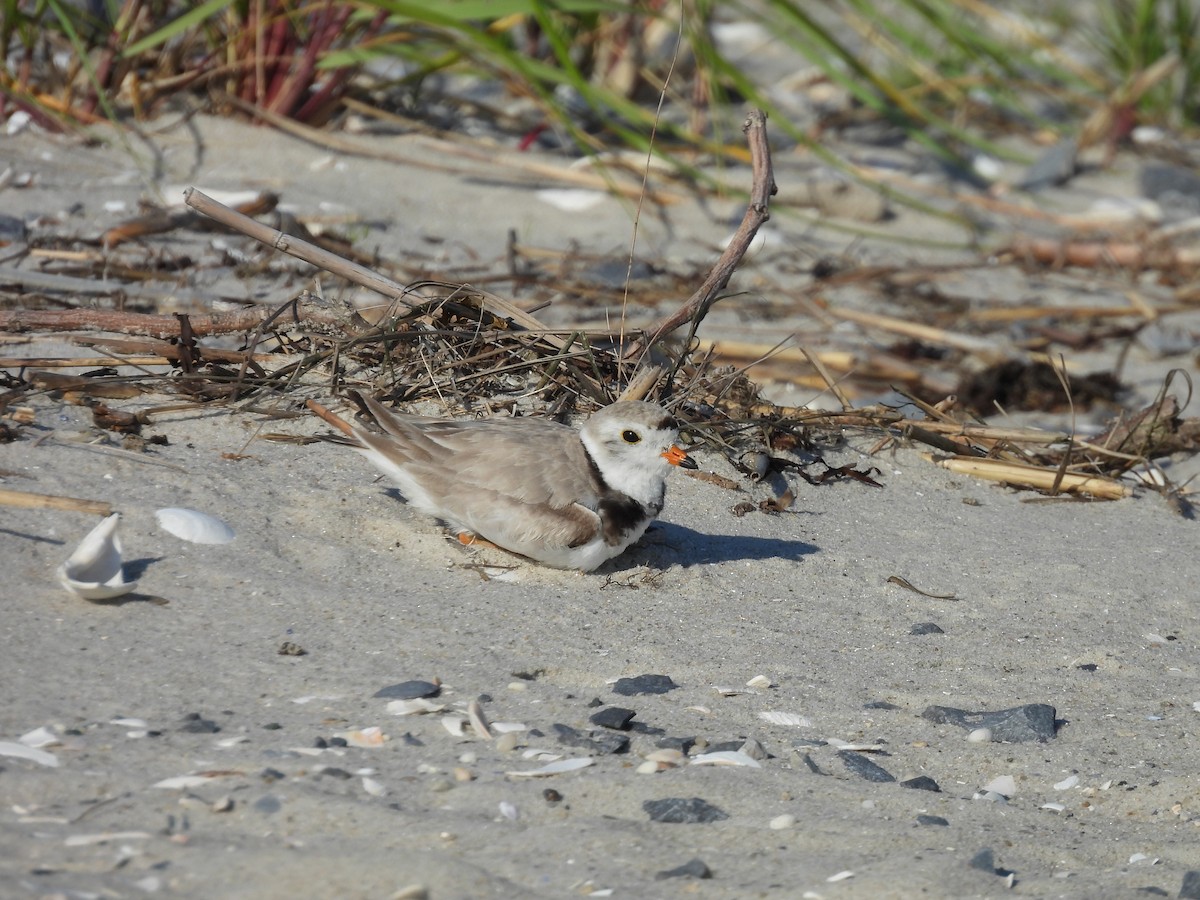 Piping Plover - ML620666766