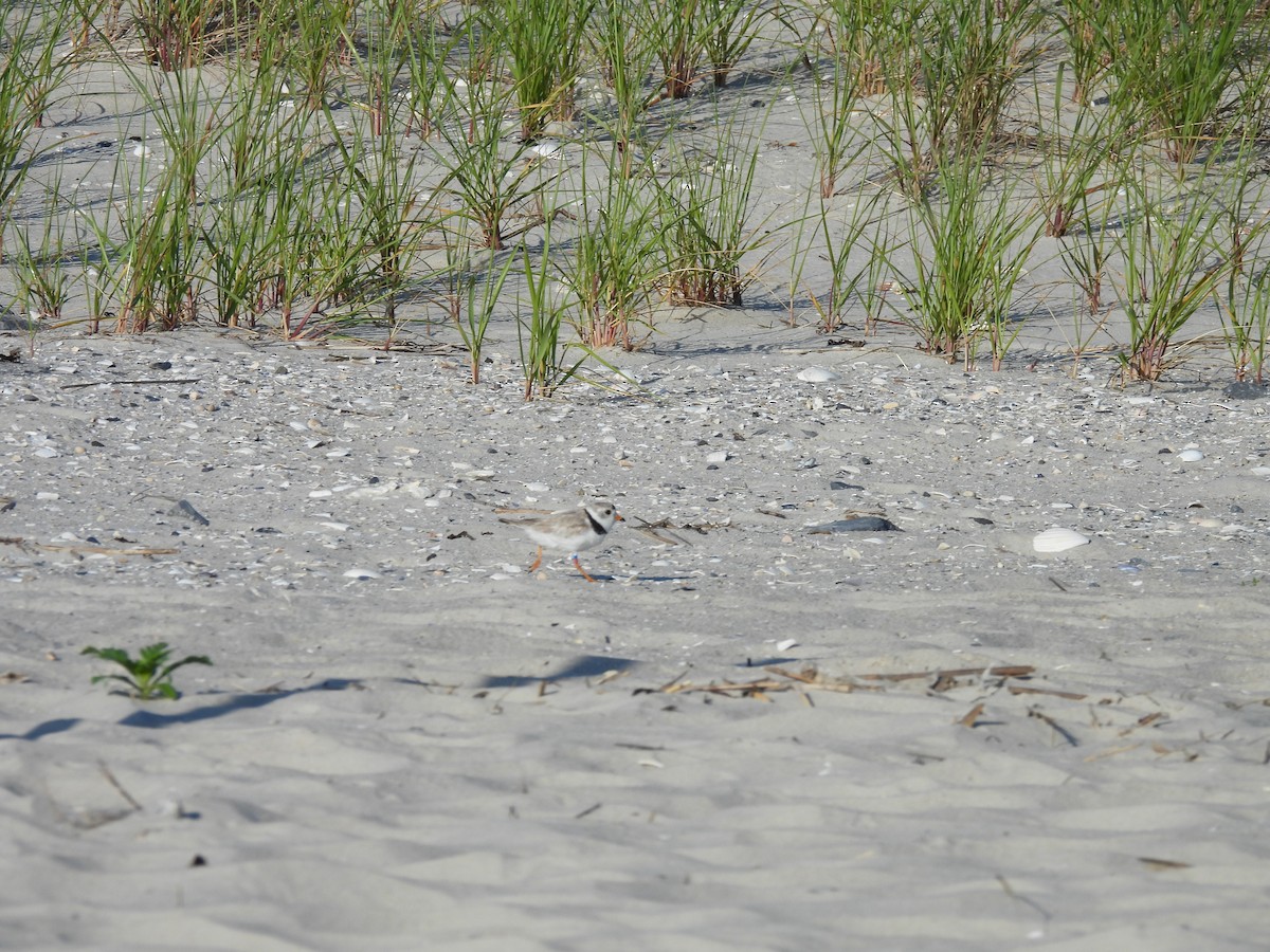 Piping Plover - ML620666767