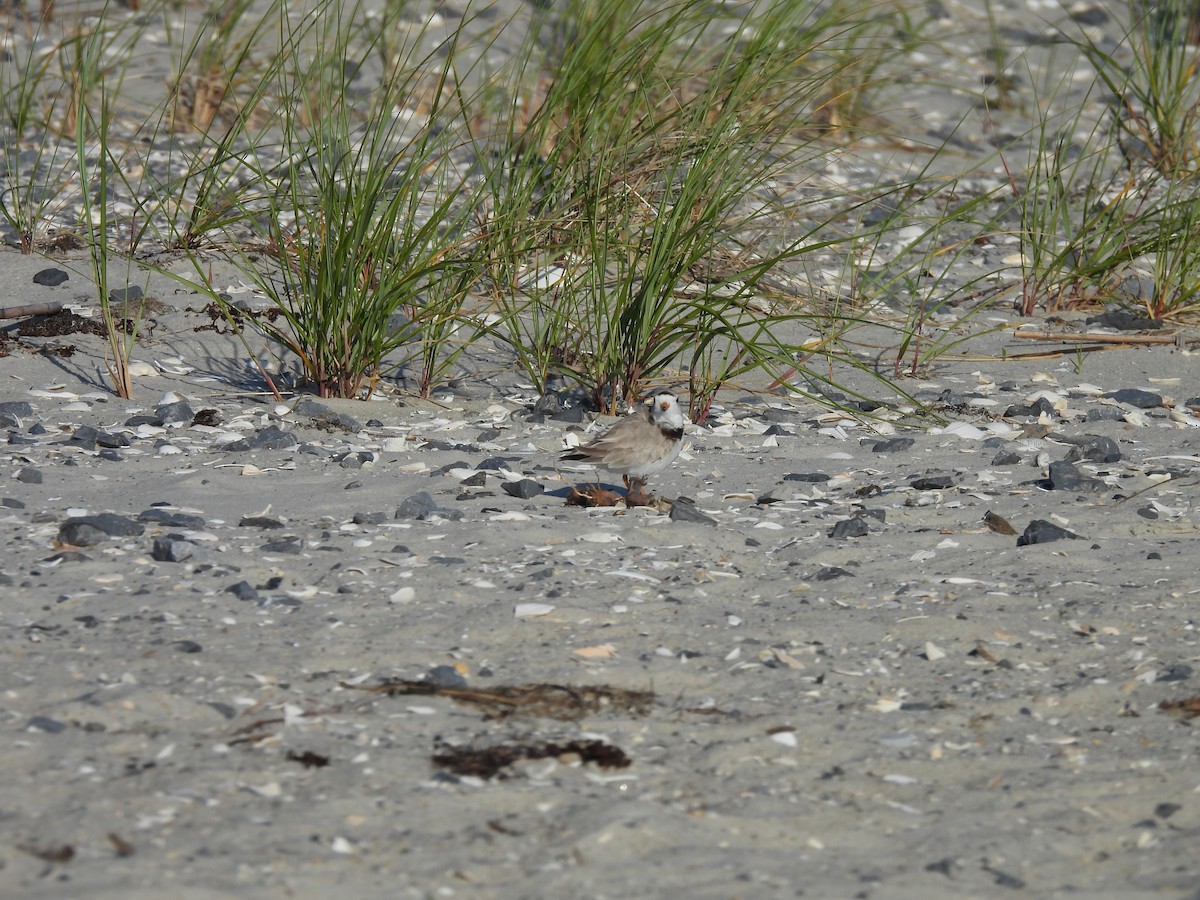 Piping Plover - ML620666768