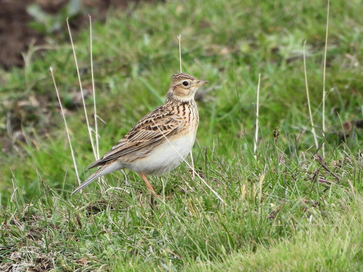 Eurasian Skylark - ML620666771