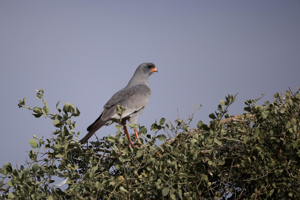 Dark Chanting-Goshawk - Rémi Pichard