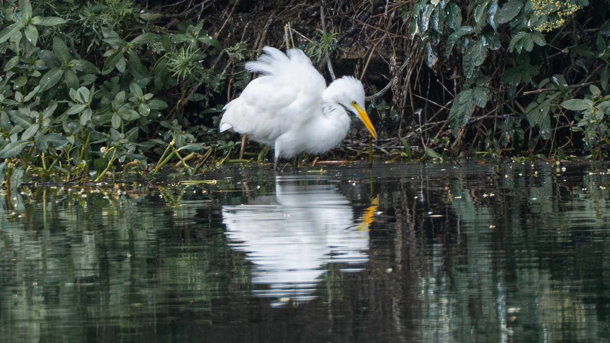 Great Egret - ML620666776