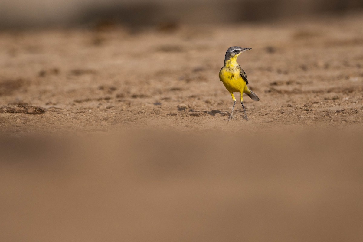 Western Yellow Wagtail - ML620666779