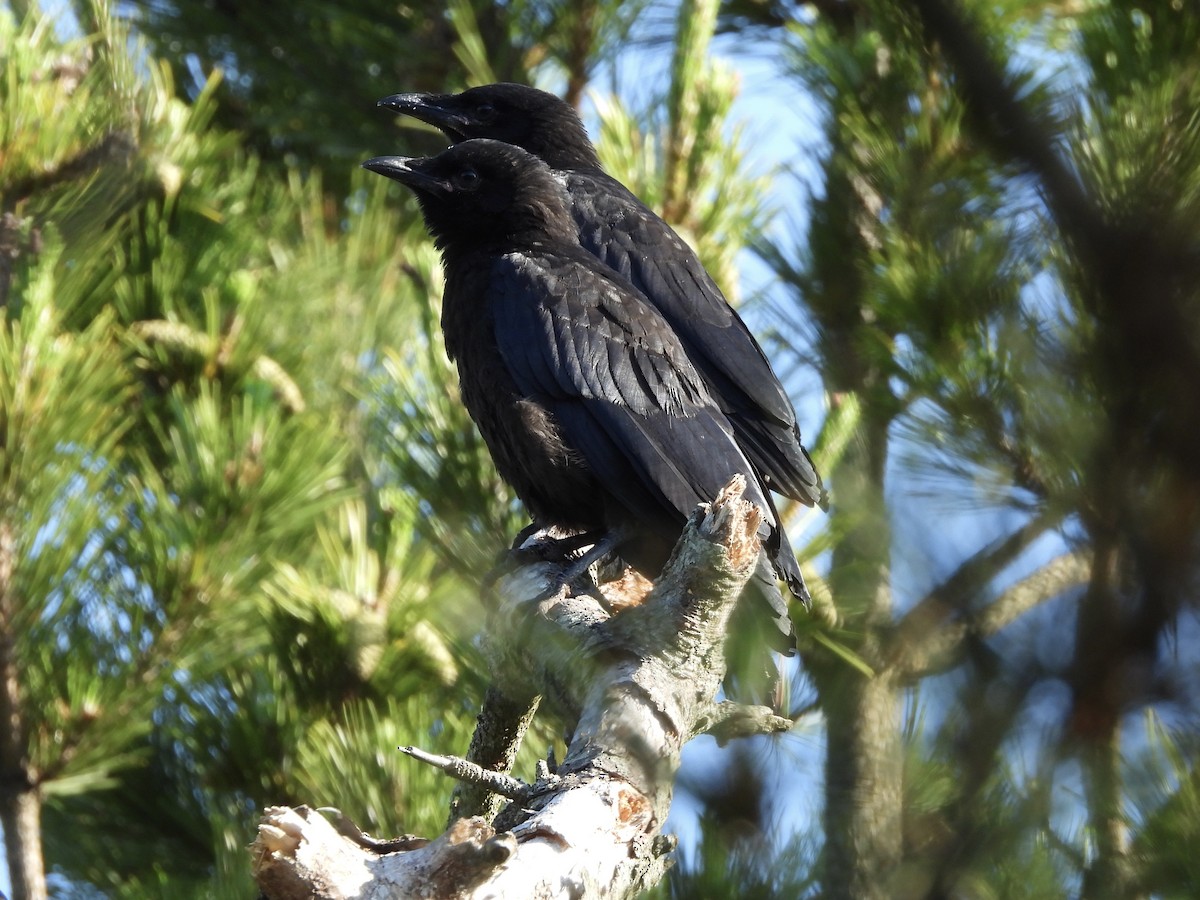 Fish Crow - ML620666780