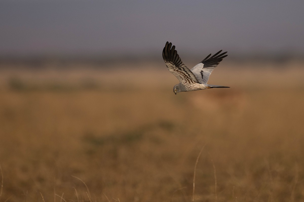 Montagu's Harrier - ML620666784