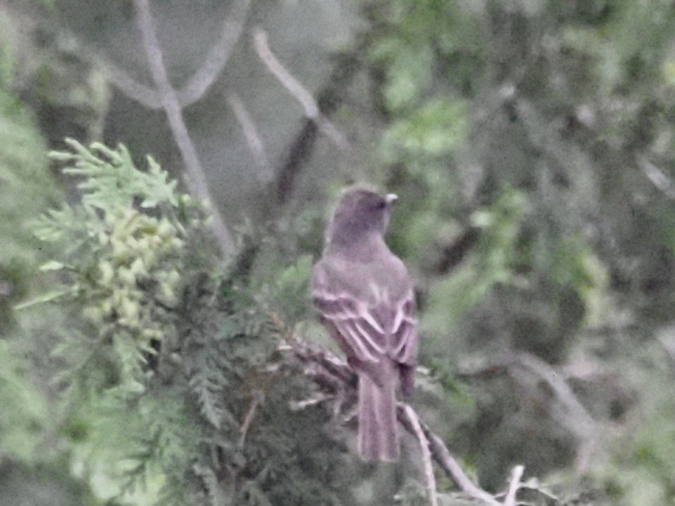 Great Crested Flycatcher - ML620666786