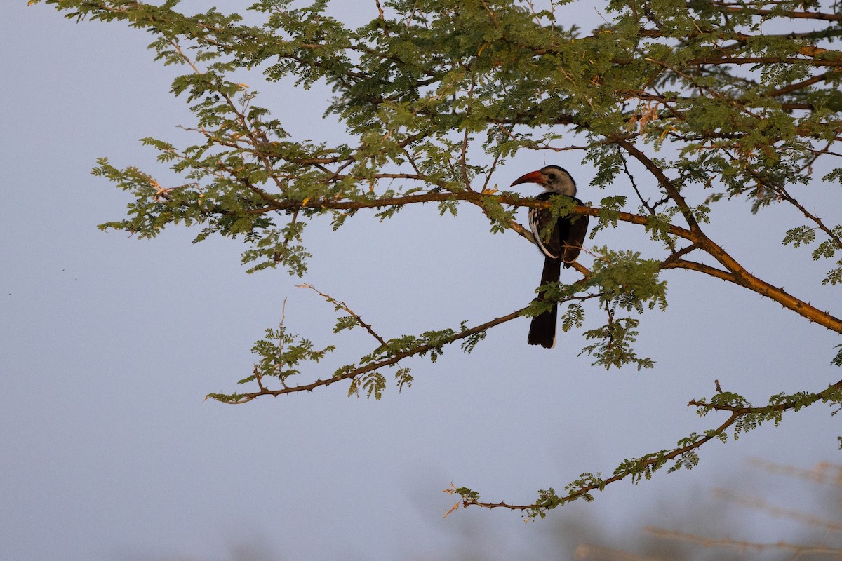 Northern Red-billed Hornbill - ML620666788