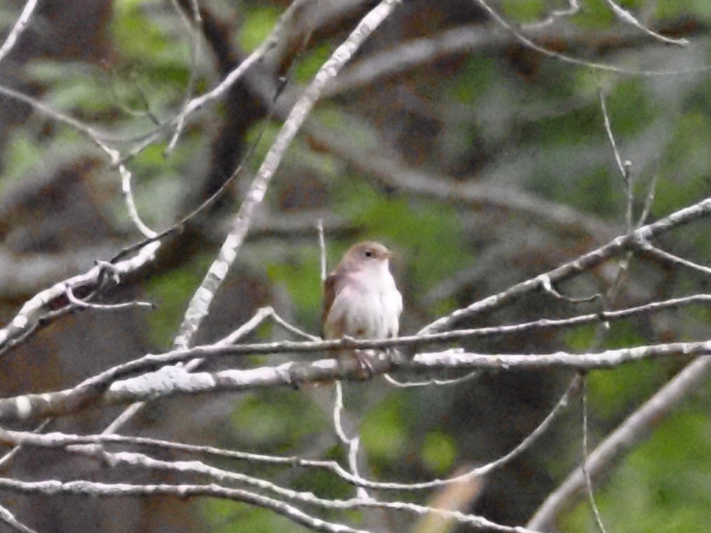 House Wren - ML620666789