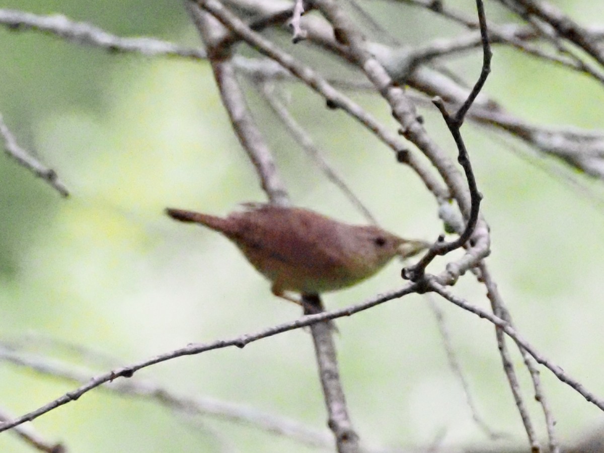 House Wren - ML620666790