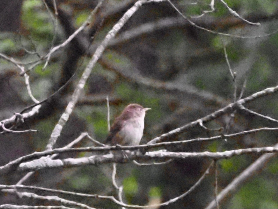 House Wren - ML620666791