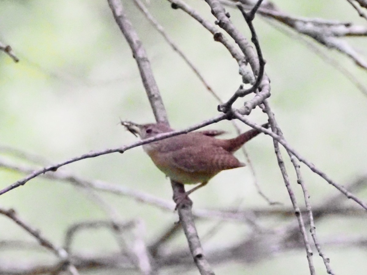 House Wren - ML620666793