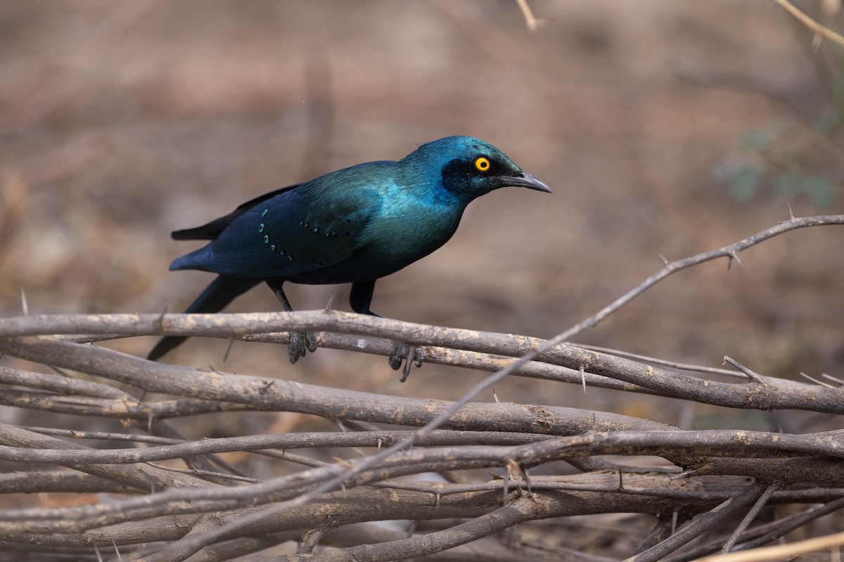 Greater Blue-eared Starling - ML620666795