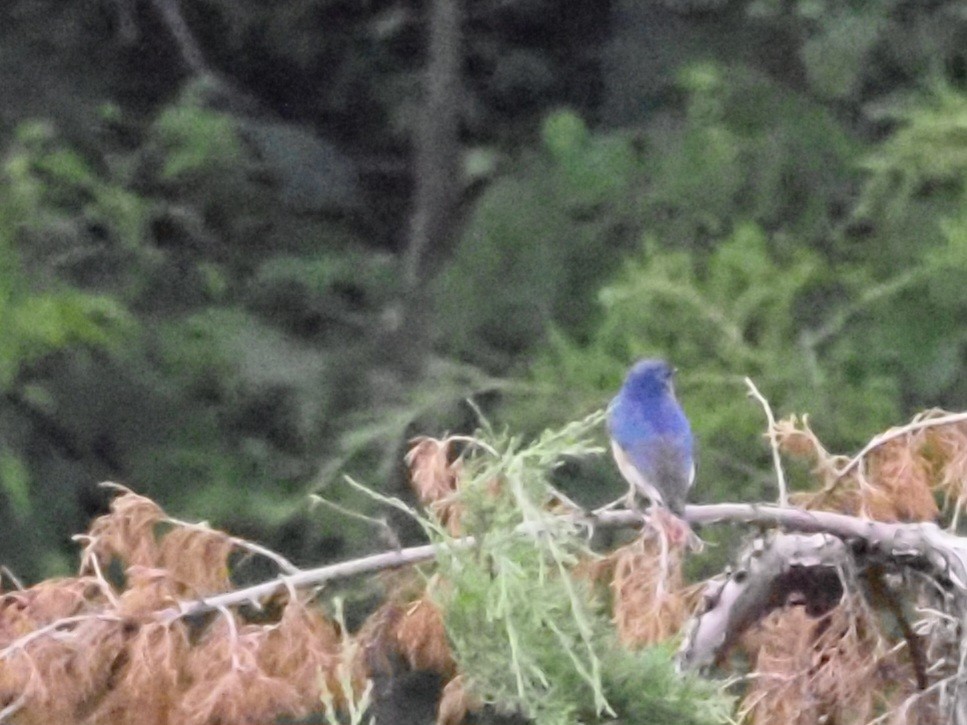 Eastern Bluebird - ML620666797