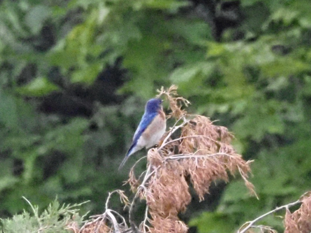 Eastern Bluebird - ML620666798