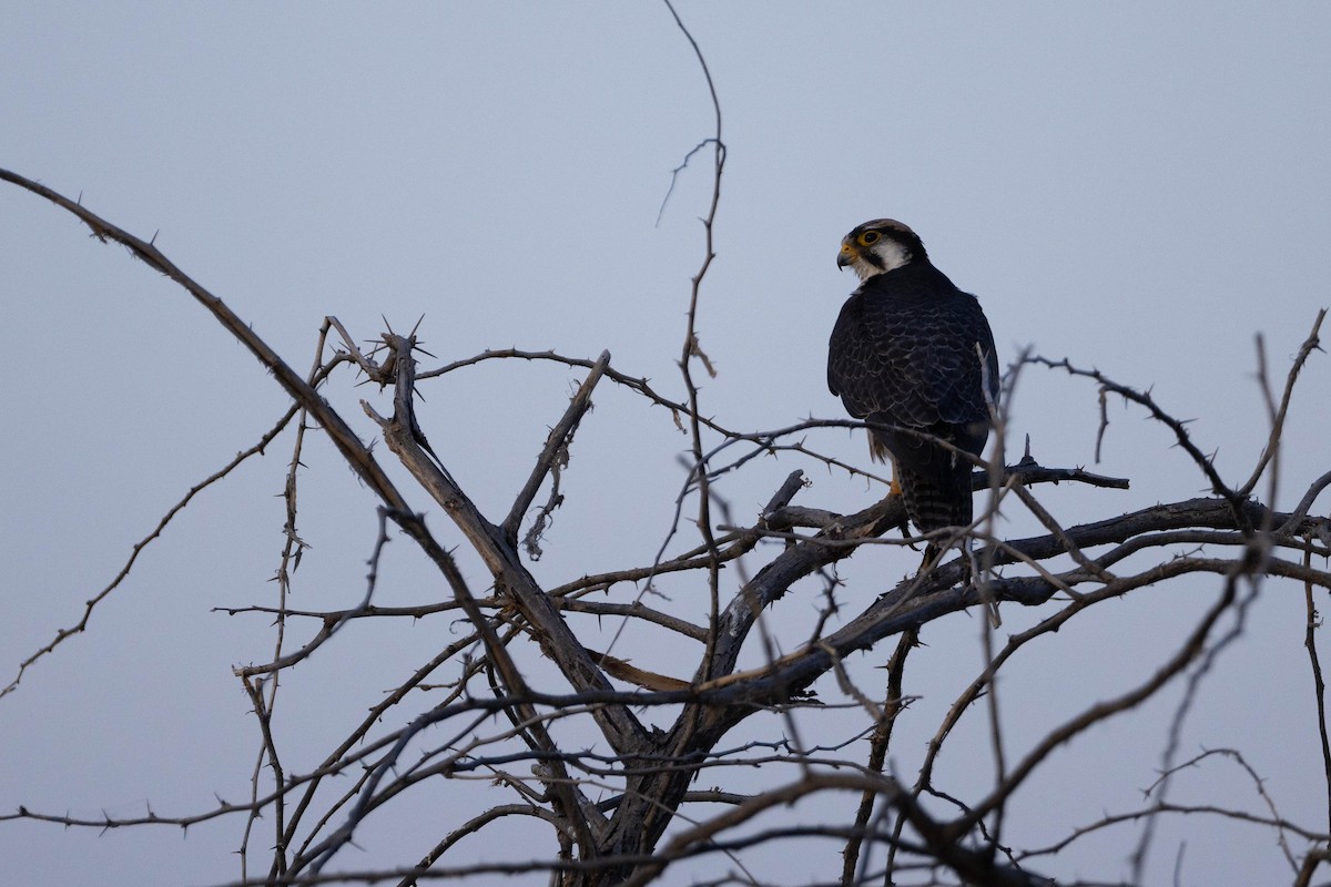 Lanner Falcon - ML620666800