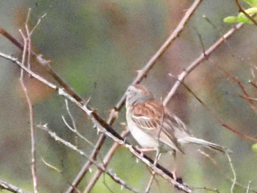 Field Sparrow - ML620666802