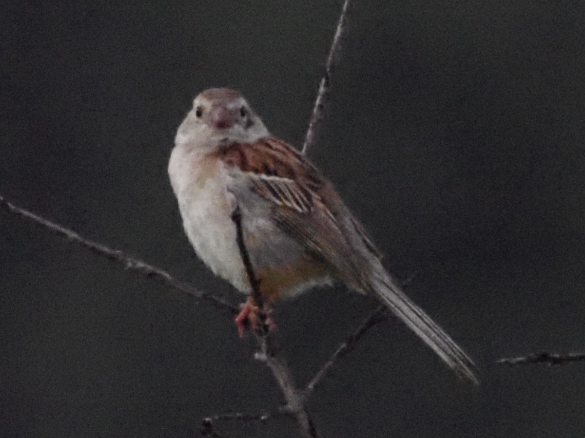 Field Sparrow - ML620666803