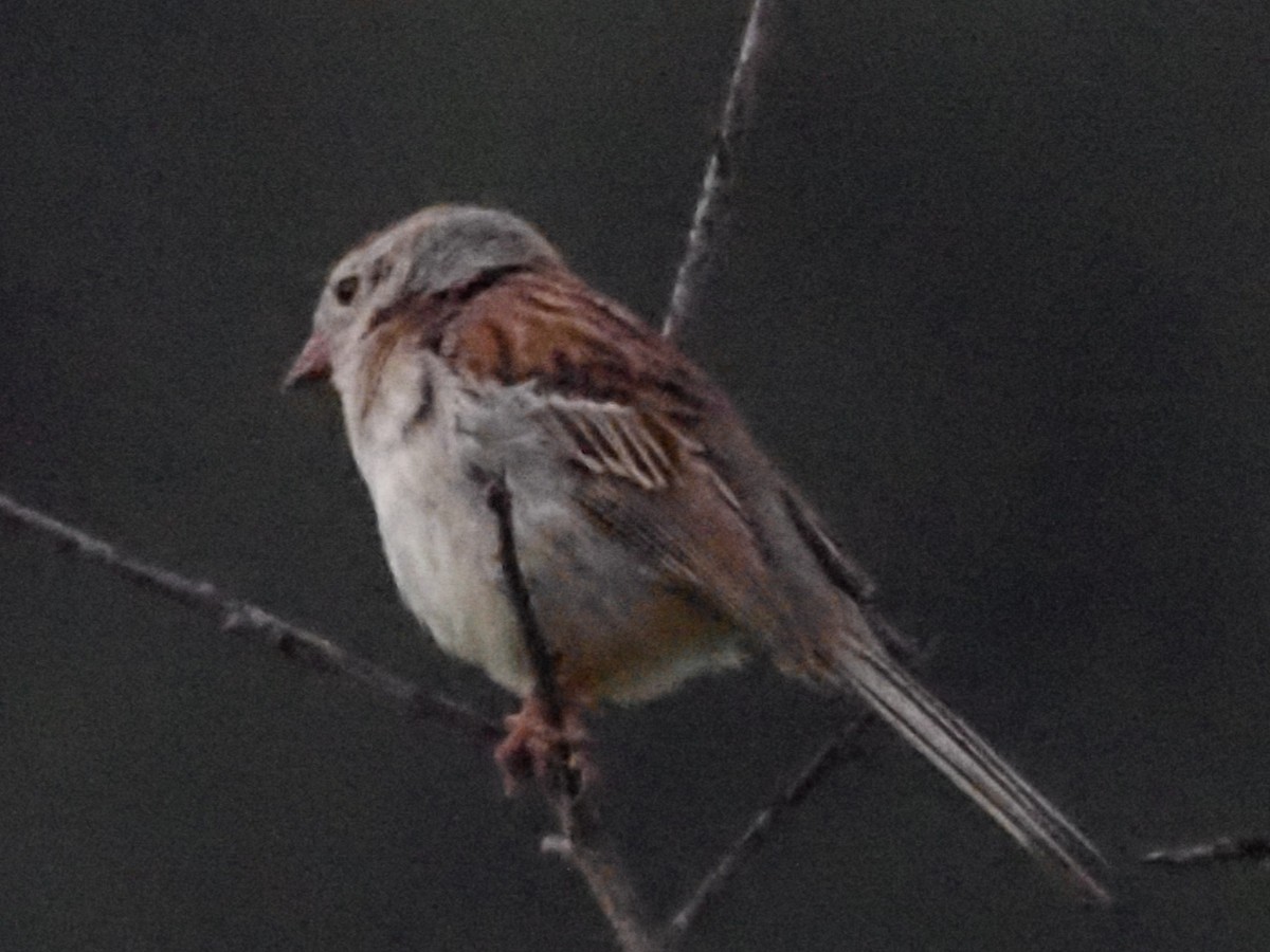 Field Sparrow - ML620666804