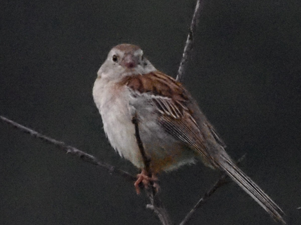 Field Sparrow - Jonine Dewitte
