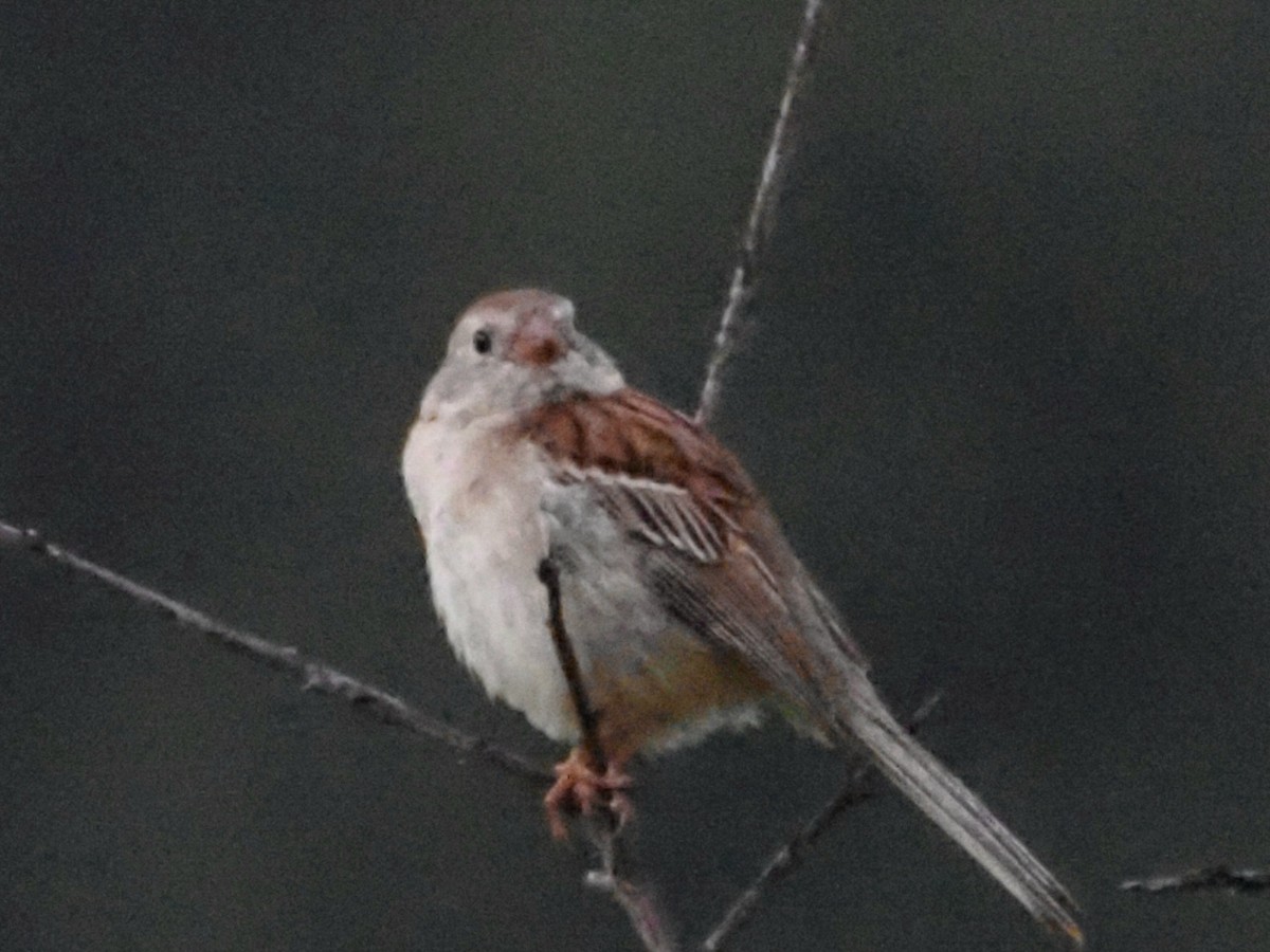 Field Sparrow - ML620666806