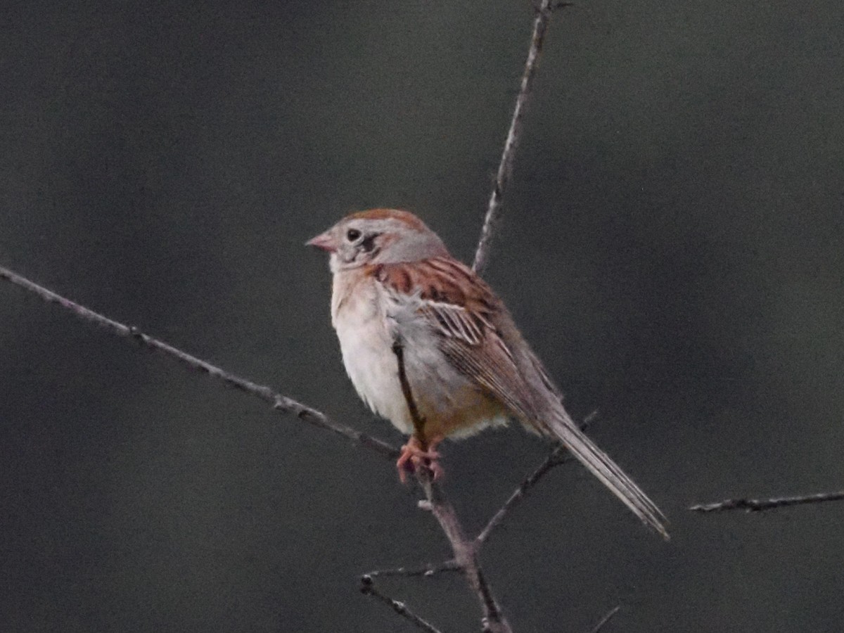 Field Sparrow - Jonine Dewitte