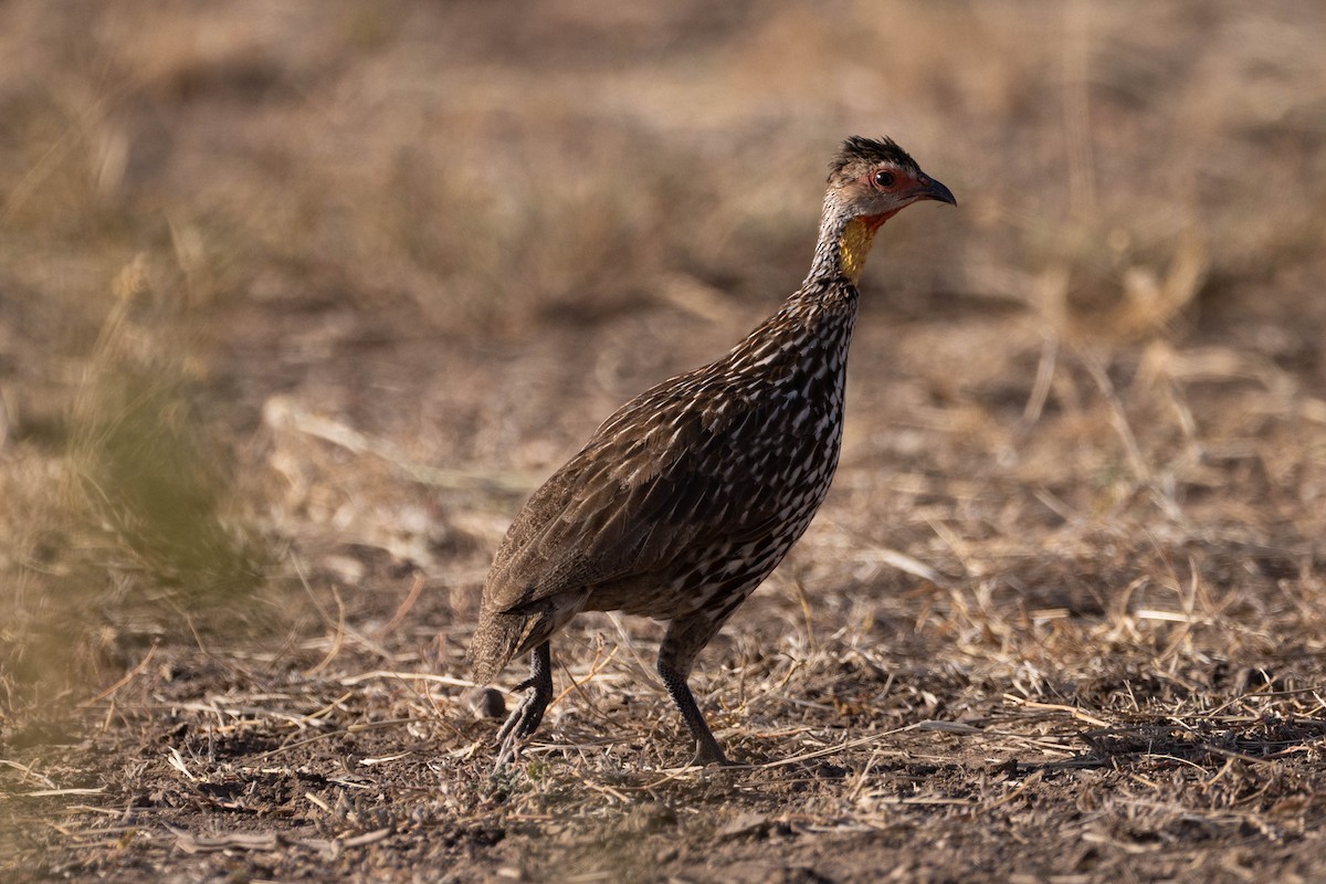 Francolin à cou jaune - ML620666813