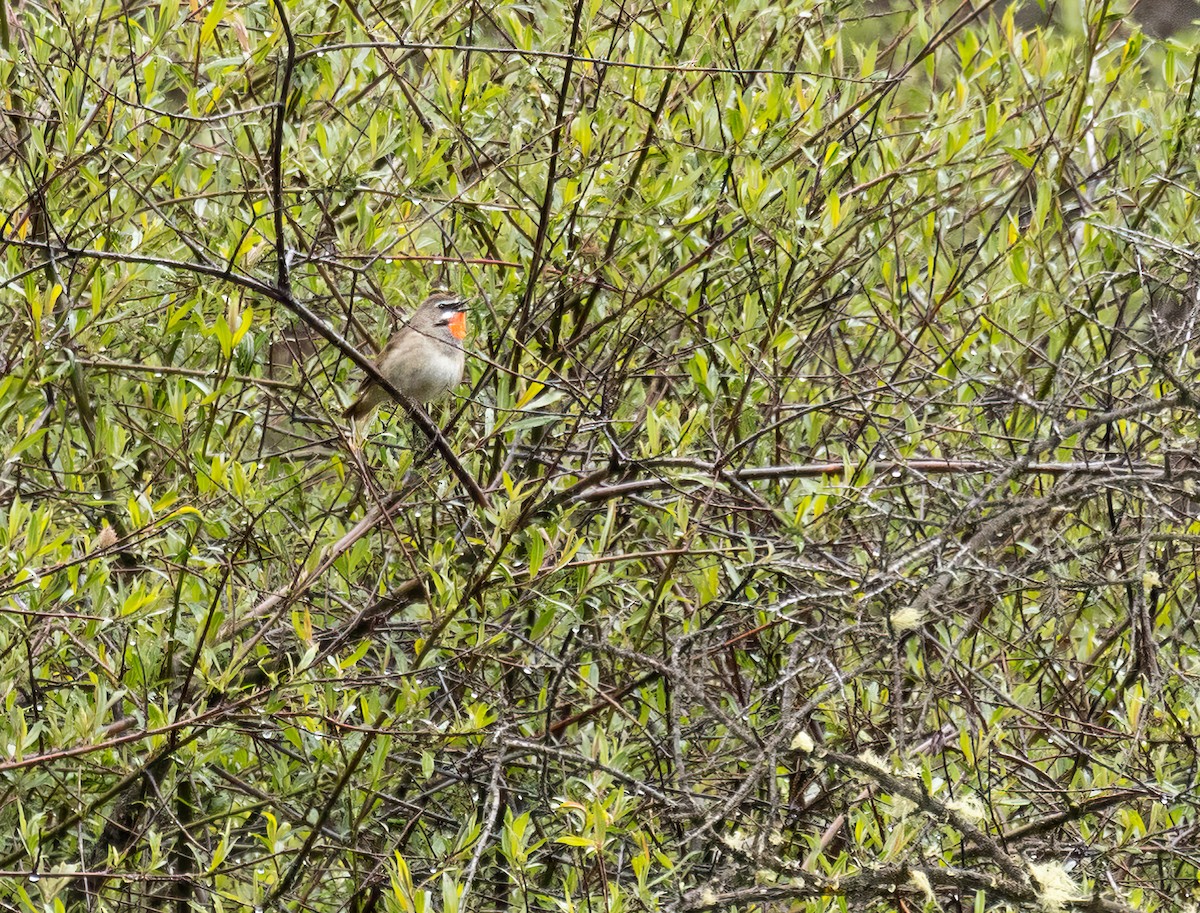 Siberian Rubythroat - ML620666814