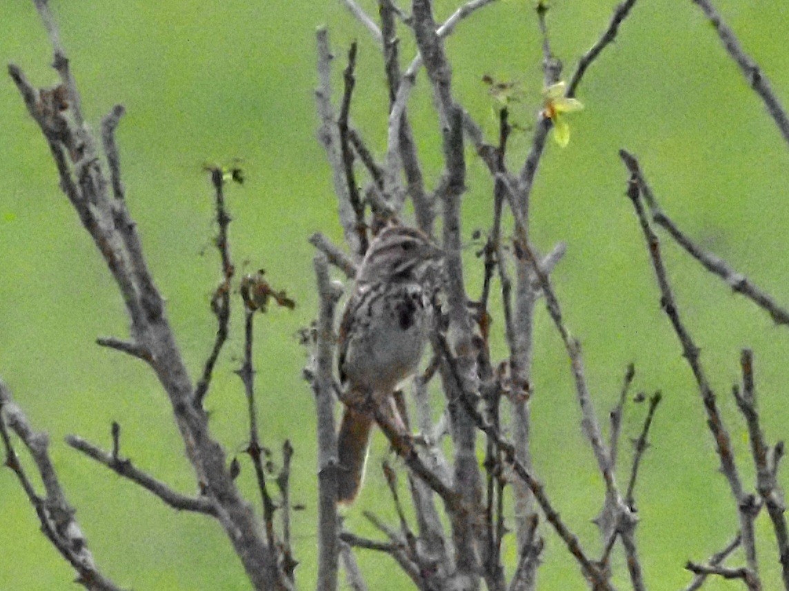 Song Sparrow - ML620666816