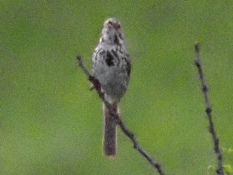 Song Sparrow - Jonine Dewitte