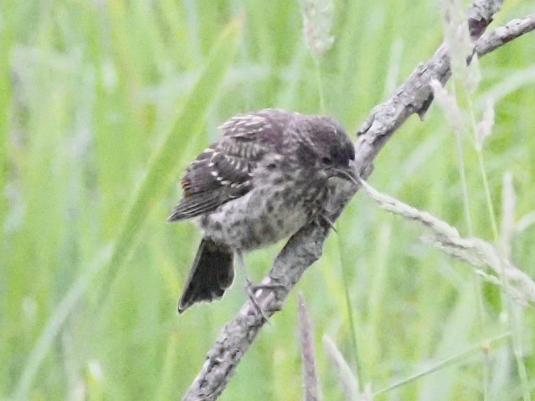 Red-winged Blackbird - ML620666819