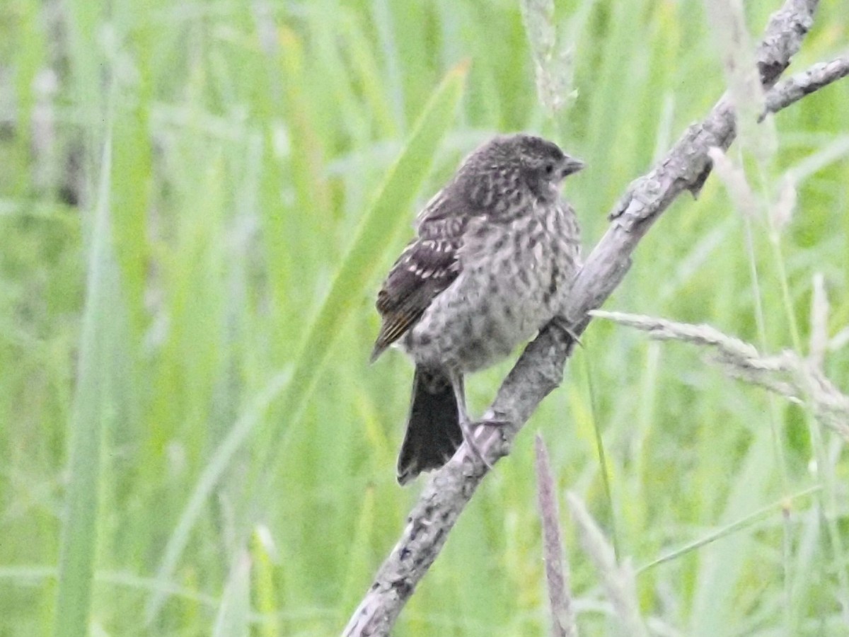 Red-winged Blackbird - ML620666820