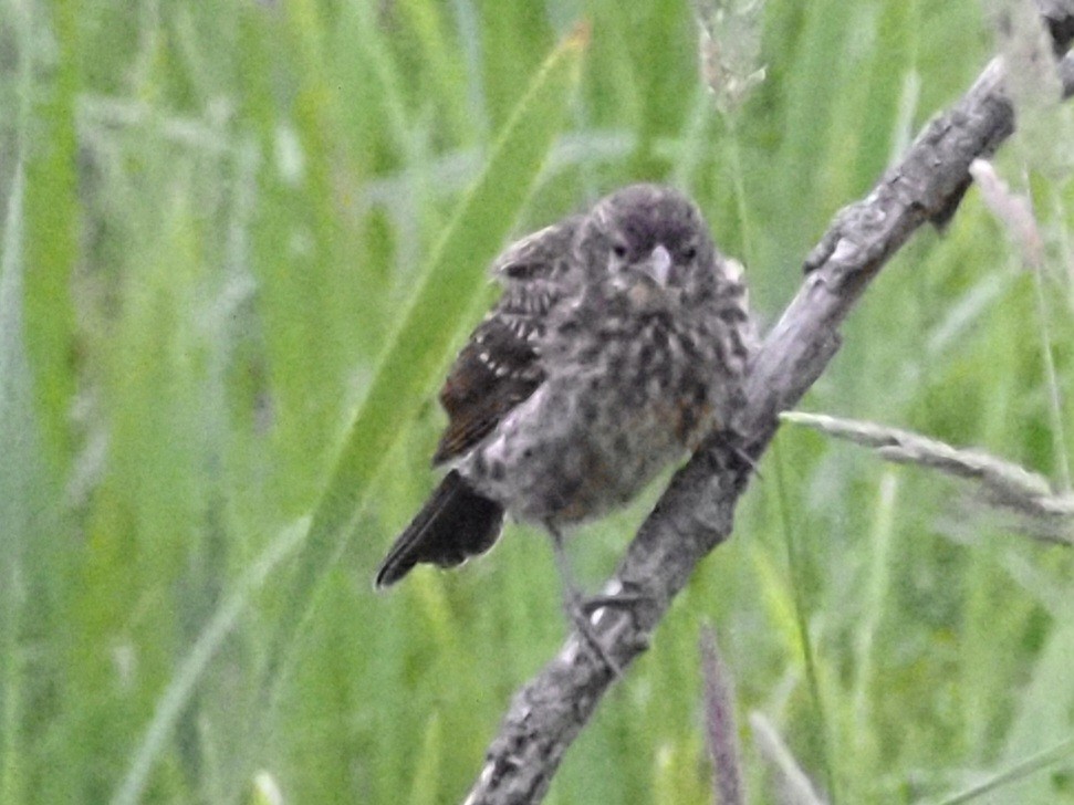 Red-winged Blackbird - ML620666822