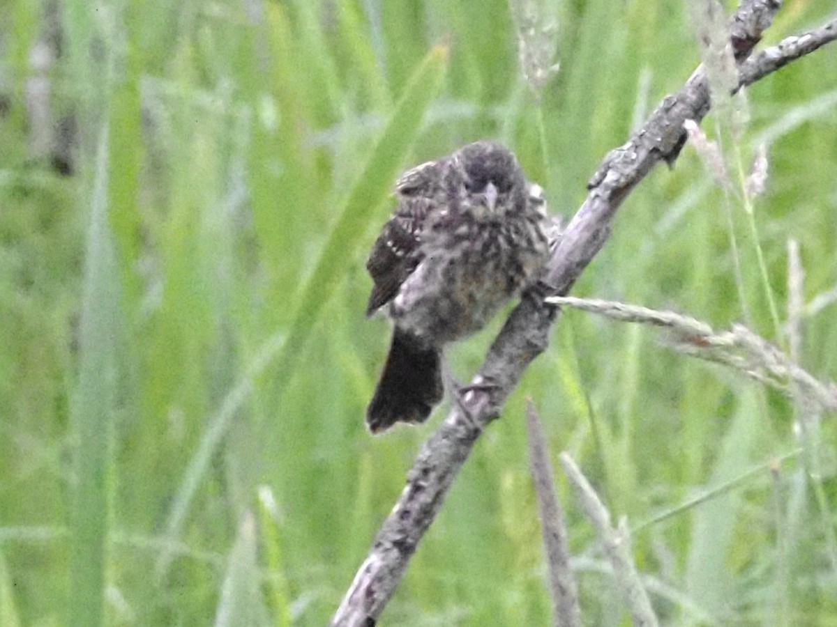 Red-winged Blackbird - ML620666823