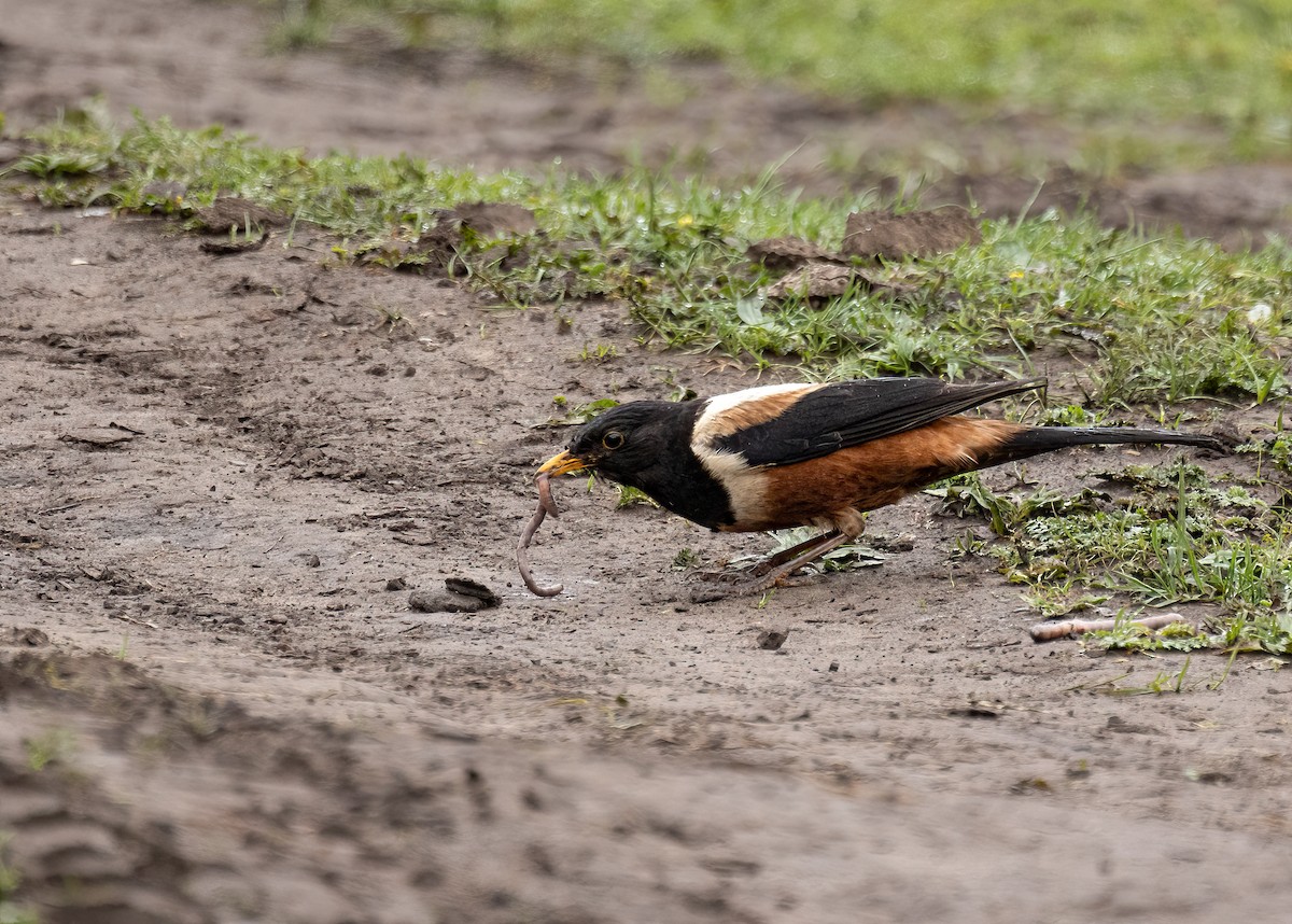 White-backed Thrush - ML620666824