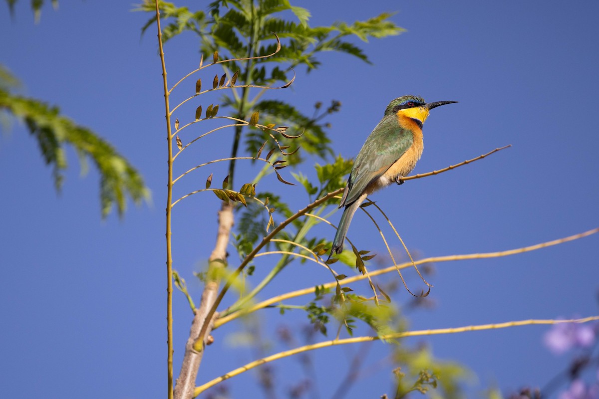 Little Bee-eater - ML620666828