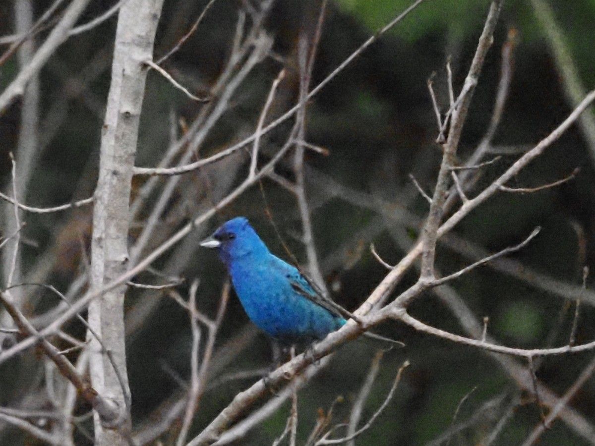 Indigo Bunting - ML620666830